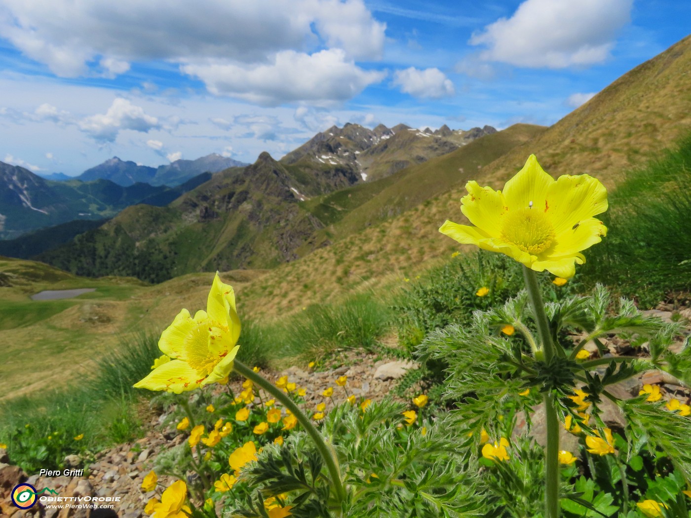 56  Pulsatilla alpina apiifolia - Pulsatilla sulfurea con vista verso la costiera del Tre Signori .JPG